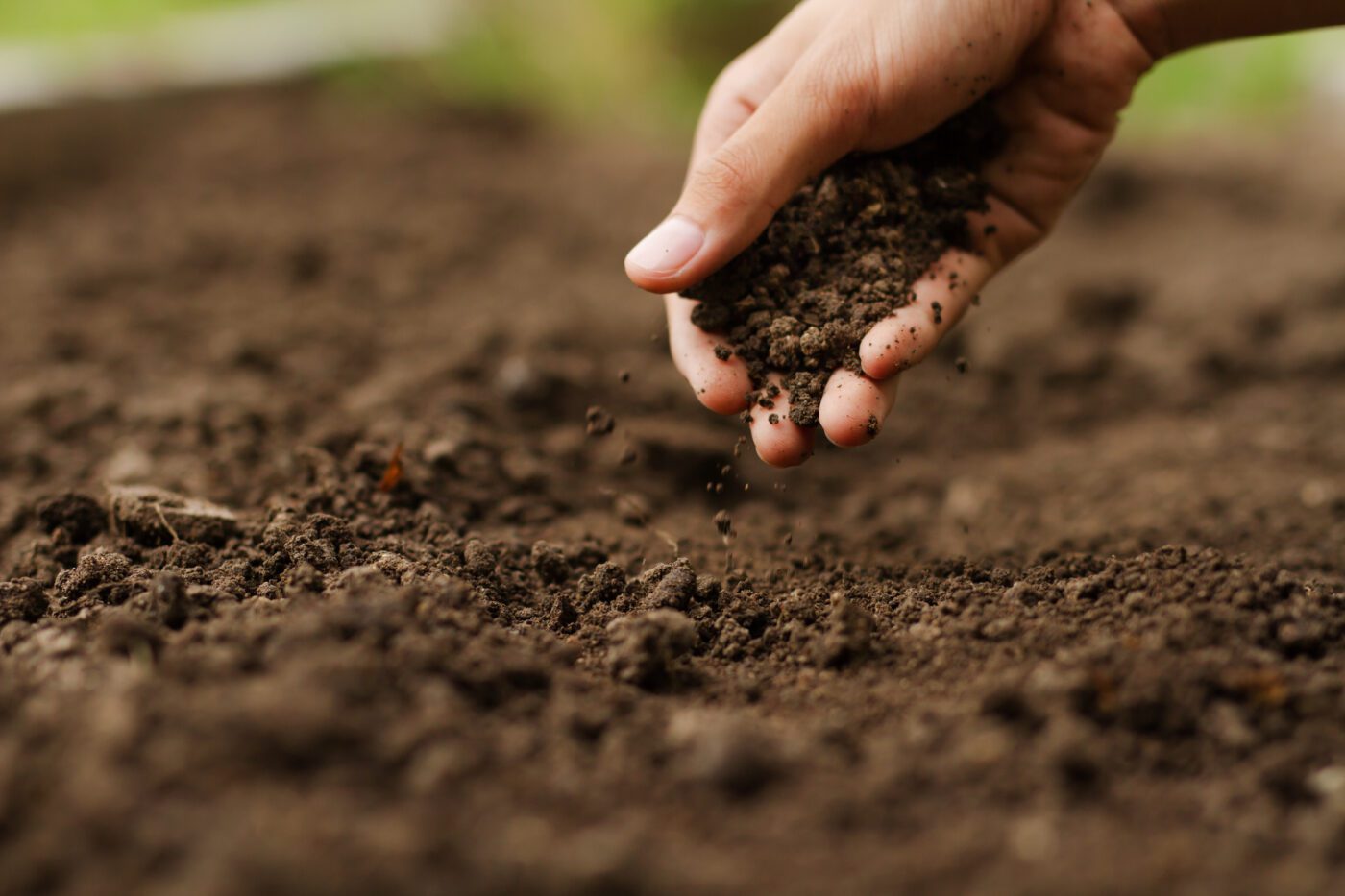 Expert,Hand,Of,Farmer,Checking,Soil,Health,Before,Growth,A